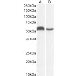 Western Blot - Anti-C22orf28 Antibody (A84969) - Antibodies.com