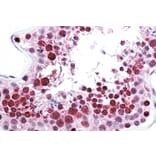 Immunohistochemistry - Anti-C22orf28 Antibody (A84969) - Antibodies.com