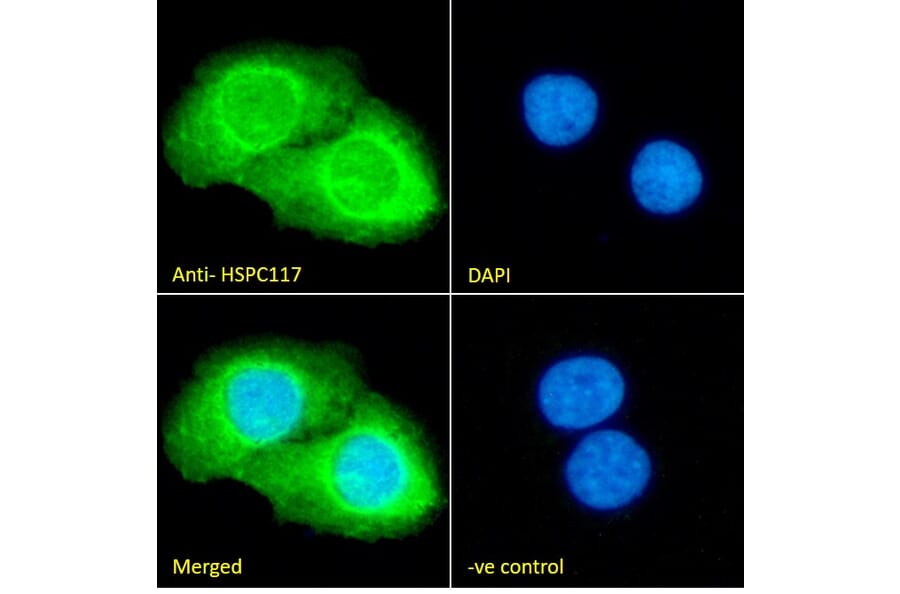 Immunofluorescence - Anti-C22orf28 Antibody (A84969) - Antibodies.com