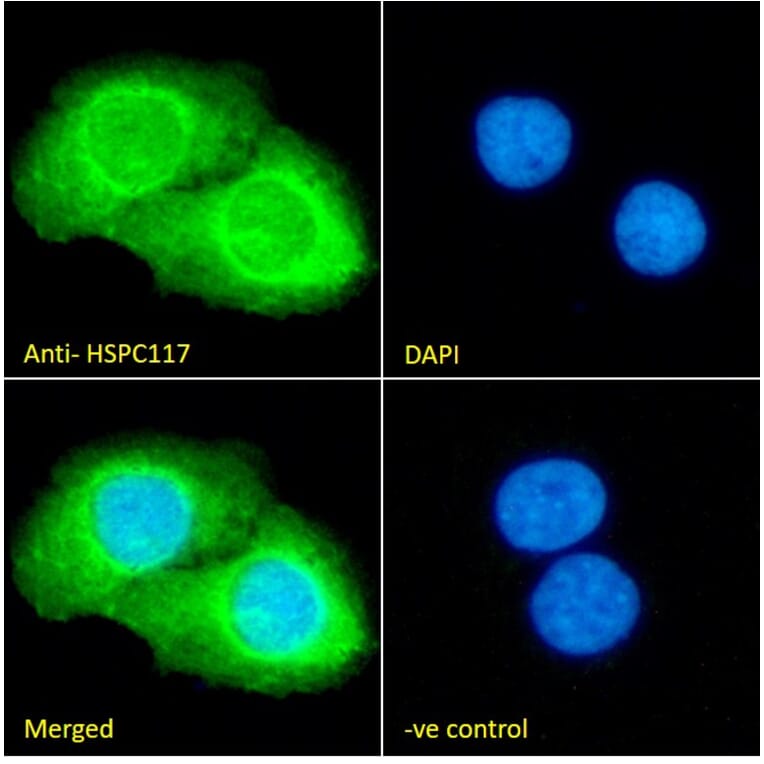Immunofluorescence - Anti-C22orf28 Antibody (A84969) - Antibodies.com