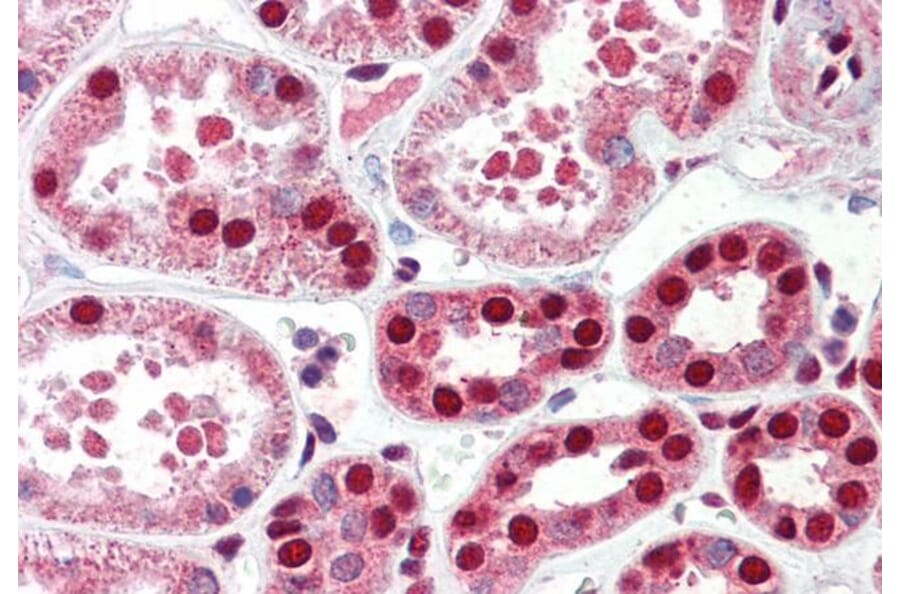 Immunohistochemistry - Anti-C22orf28 Antibody (A84971) - Antibodies.com