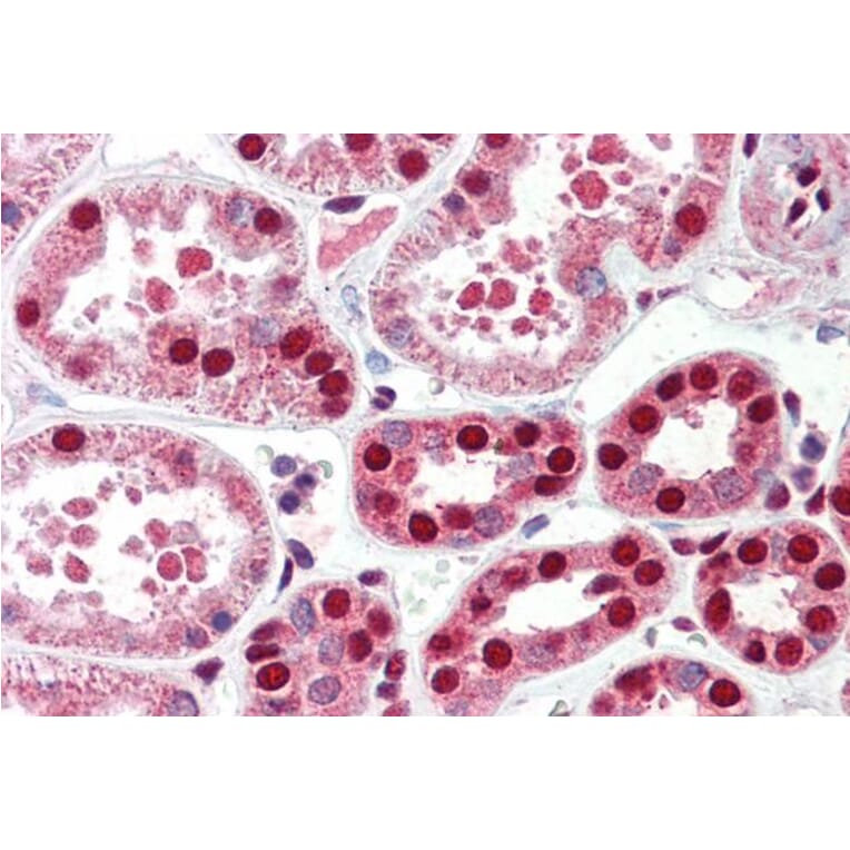 Immunohistochemistry - Anti-C22orf28 Antibody (A84971) - Antibodies.com