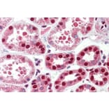 Immunohistochemistry - Anti-C22orf28 Antibody (A84971) - Antibodies.com