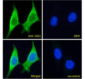 Immunofluorescence - Anti-Jagged1 Antibody (A84972) - Antibodies.com