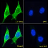 Immunofluorescence - Anti-Jagged1 Antibody (A84972) - Antibodies.com