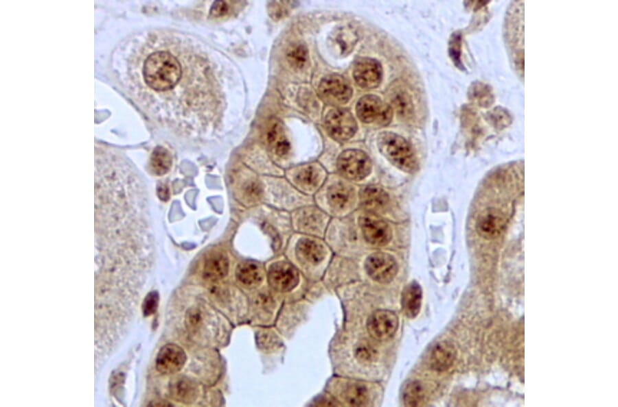 Immunohistochemistry - Anti-Jagged1 Antibody (A84972) - Antibodies.com