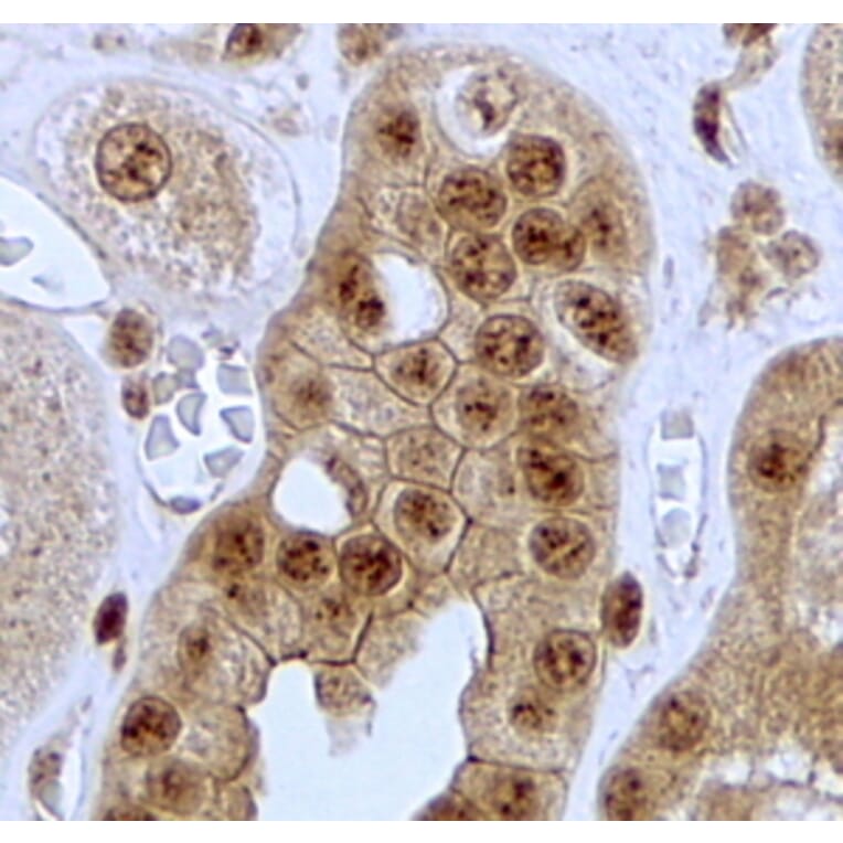 Immunohistochemistry - Anti-Jagged1 Antibody (A84972) - Antibodies.com