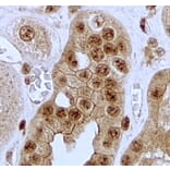 Immunohistochemistry - Anti-Jagged1 Antibody (A84972) - Antibodies.com