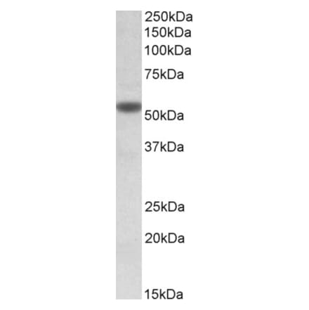Western Blot - Anti-CHRNA5 Antibody (A84974) - Antibodies.com