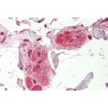 Immunohistochemistry - Anti-CHRNA5 Antibody (A84974) - Antibodies.com