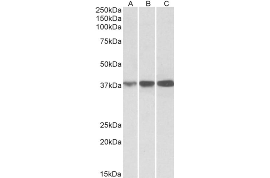Western Blot - Anti-IDH3A Antibody (A84975) - Antibodies.com