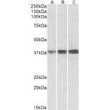 Western Blot - Anti-IDH3A Antibody (A84975) - Antibodies.com