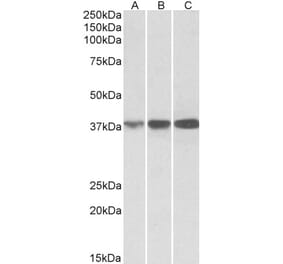 Western Blot - Anti-IDH3A Antibody (A84975) - Antibodies.com