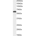 Western Blot - Anti-DGAT1 Antibody (A84976) - Antibodies.com