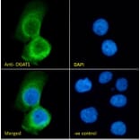Immunofluorescence - Anti-DGAT1 Antibody (A84976) - Antibodies.com