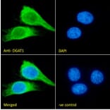 Immunofluorescence - Anti-DGAT1 Antibody (A84976) - Antibodies.com