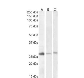 Western Blot - Anti-DNAJB9 Antibody (A84978) - Antibodies.com