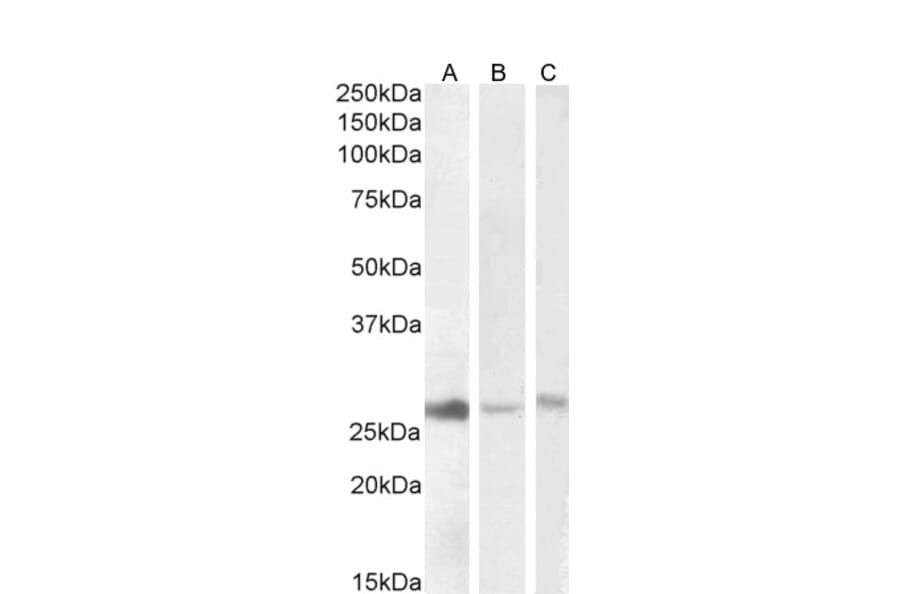 Western Blot - Anti-DNAJB9 Antibody (A84978) - Antibodies.com