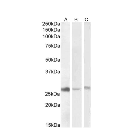 Western Blot - Anti-DNAJB9 Antibody (A84978) - Antibodies.com