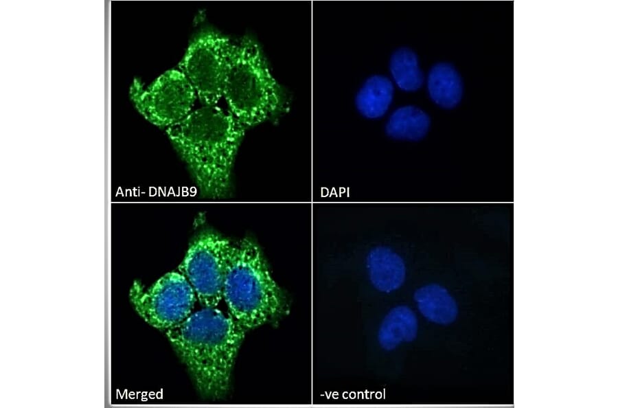 Immunofluorescence - Anti-DNAJB9 Antibody (A84978) - Antibodies.com