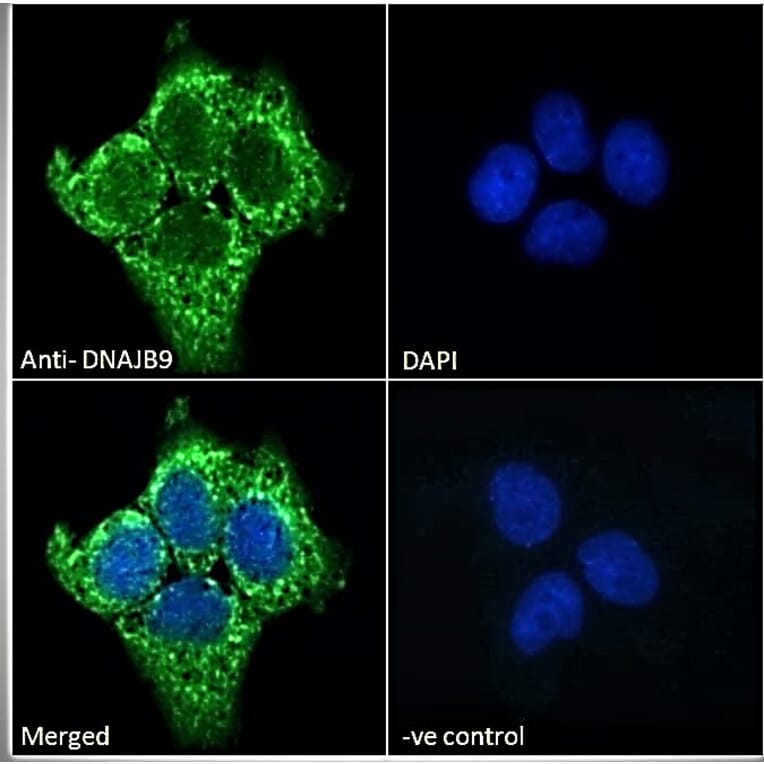 Immunofluorescence - Anti-DNAJB9 Antibody (A84978) - Antibodies.com