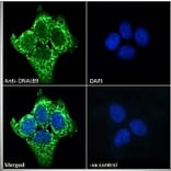 Immunofluorescence - Anti-DNAJB9 Antibody (A84978) - Antibodies.com