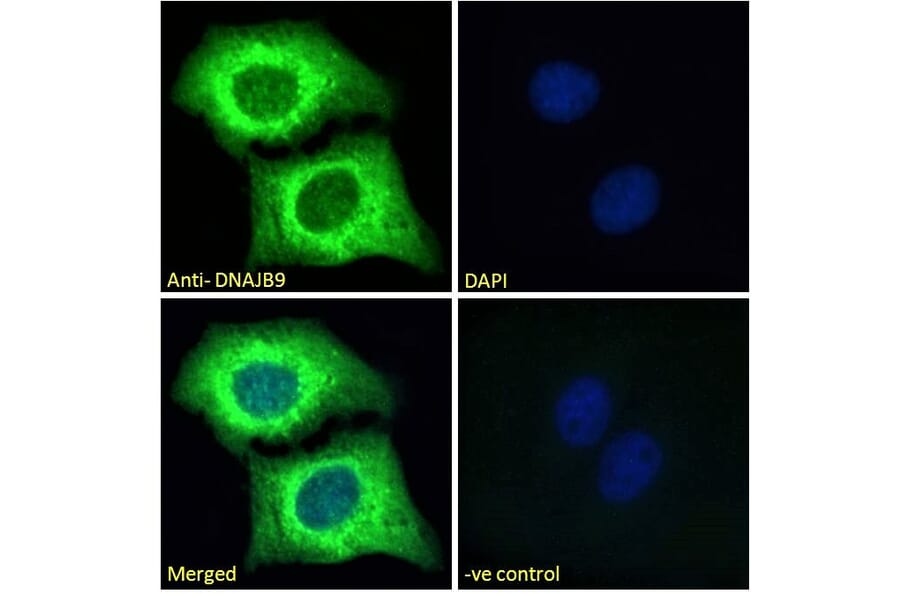 Immunofluorescence - Anti-DNAJB9 Antibody (A84978) - Antibodies.com