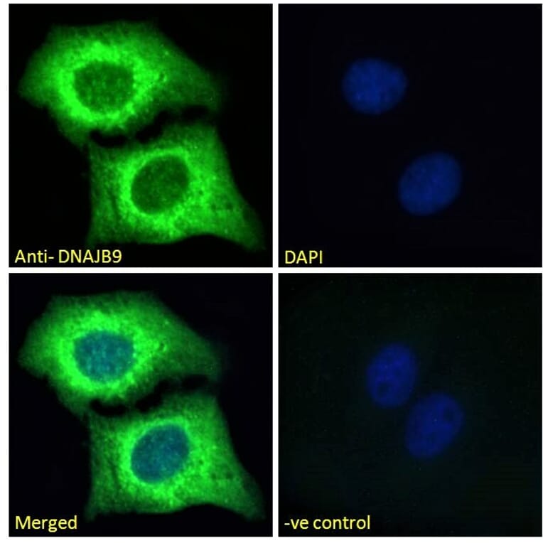 Immunofluorescence - Anti-DNAJB9 Antibody (A84978) - Antibodies.com
