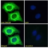 Immunofluorescence - Anti-DNAJB9 Antibody (A84978) - Antibodies.com