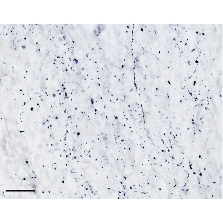 Immunohistochemistry - Anti-TPH2 Antibody (A84979) - Antibodies.com