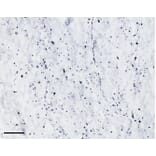 Immunohistochemistry - Anti-TPH2 Antibody (A84979) - Antibodies.com