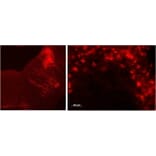 Immunofluorescence - Anti-TPH2 Antibody (A84980) - Antibodies.com