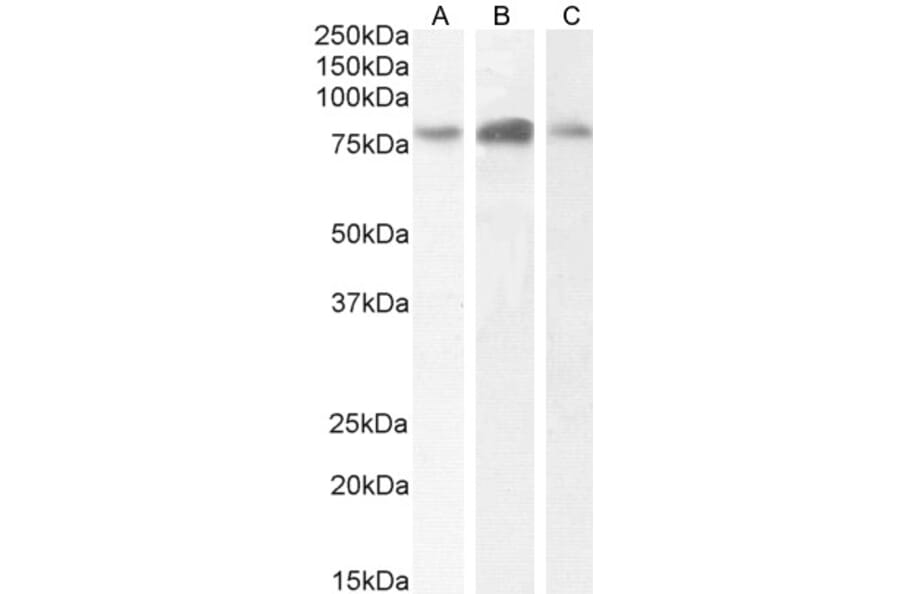 Western Blot - Anti-NAK/TBK1 Antibody (A84985) - Antibodies.com