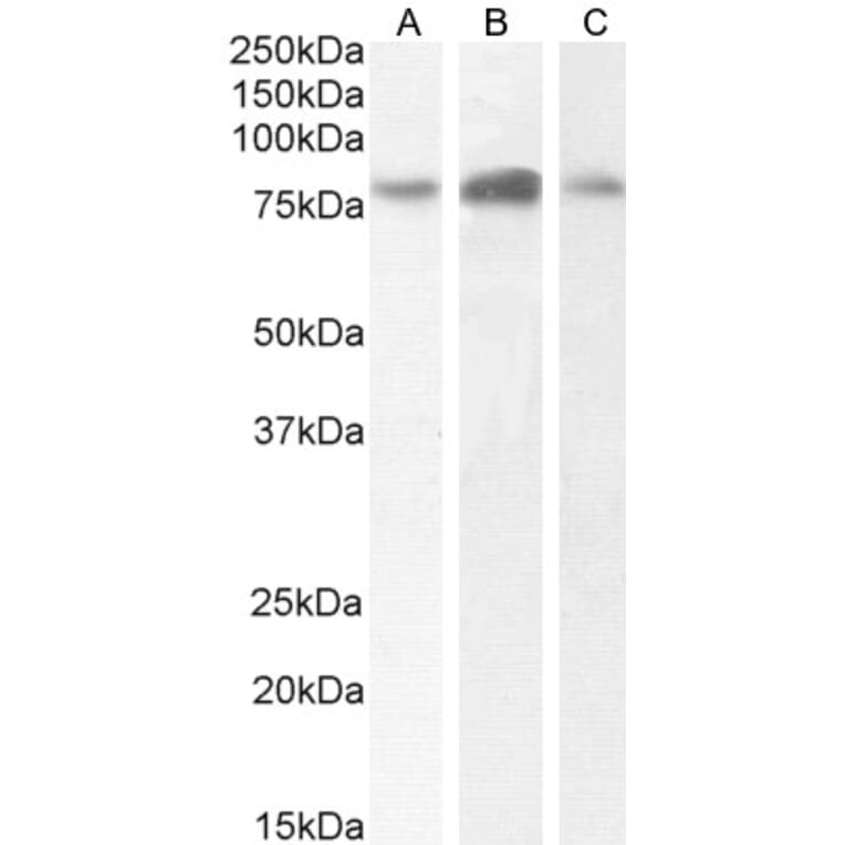 Western Blot - Anti-NAK/TBK1 Antibody (A84985) - Antibodies.com