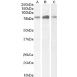 Western Blot - Anti-NAK/TBK1 Antibody (A84985) - Antibodies.com
