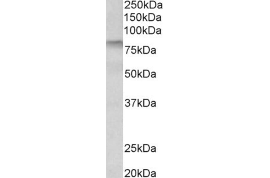 Western Blot - Anti-TGE Antibody (A84987) - Antibodies.com