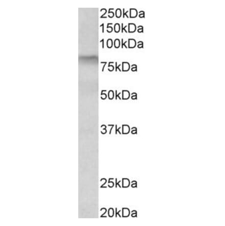 Western Blot - Anti-TGE Antibody (A84987) - Antibodies.com