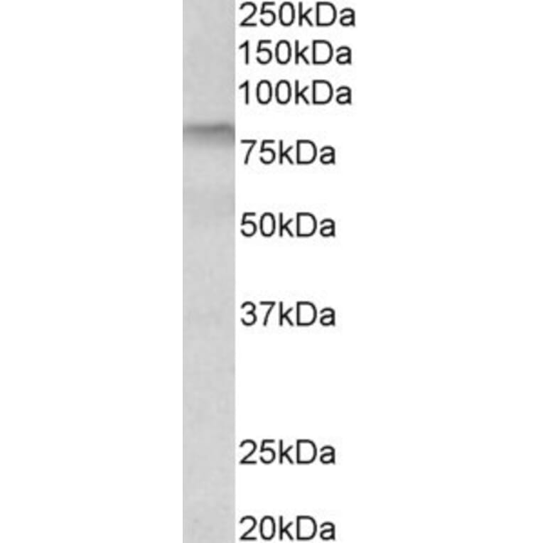 Western Blot - Anti-TGE Antibody (A84987) - Antibodies.com