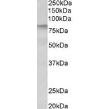 Western Blot - Anti-TGE Antibody (A84987) - Antibodies.com