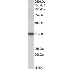 Western Blot - Anti-D Amino Acid Oxidase Antibody (A84994) - Antibodies.com