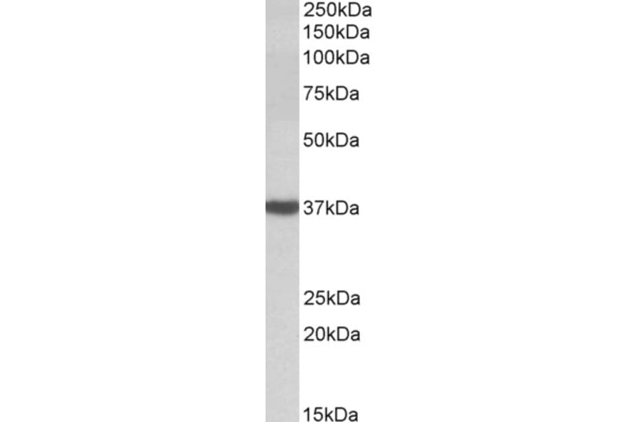 Western Blot - Anti-D Amino Acid Oxidase Antibody (A84994) - Antibodies.com