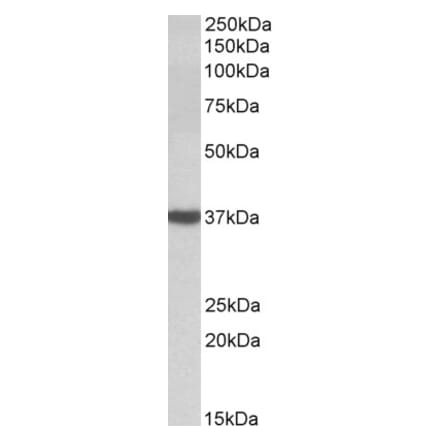 Western Blot - Anti-D Amino Acid Oxidase Antibody (A84994) - Antibodies.com