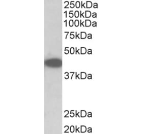 Western Blot - Anti-TRIB1 Antibody (A84995) - Antibodies.com