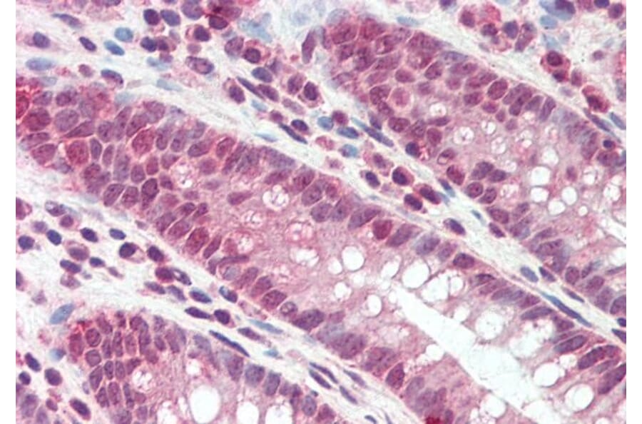 Immunohistochemistry - Anti-DEFB107A/DEFB107B Antibody (A84996) - Antibodies.com