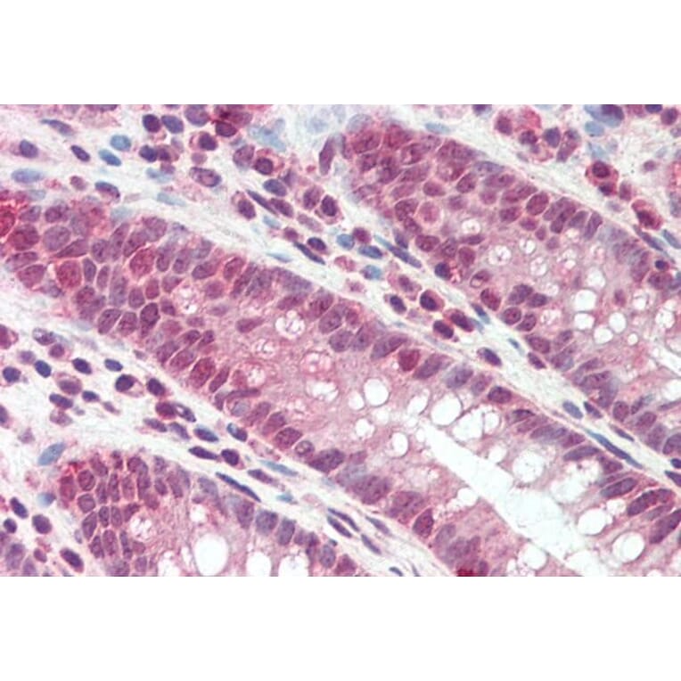 Immunohistochemistry - Anti-DEFB107A/DEFB107B Antibody (A84996) - Antibodies.com