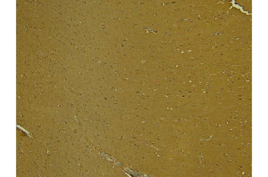 Immunohistochemistry - Anti-SynGAP Antibody (A84997) - Antibodies.com