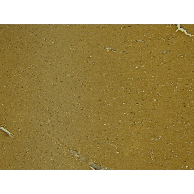 Immunohistochemistry - Anti-SynGAP Antibody (A84997) - Antibodies.com