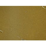 Immunohistochemistry - Anti-SynGAP Antibody (A84997) - Antibodies.com