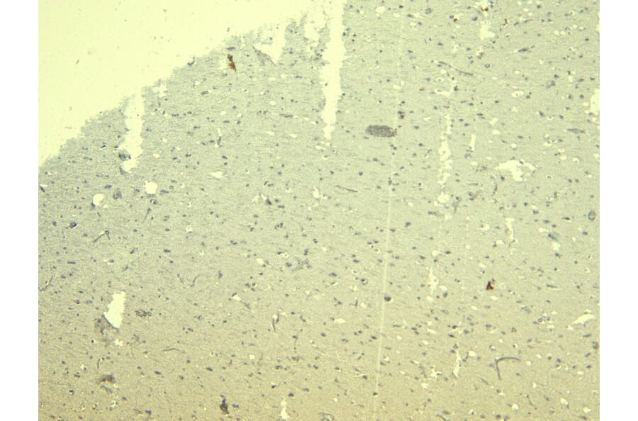 Immunohistochemistry - Anti-SynGAP Antibody (A84997) - Antibodies.com