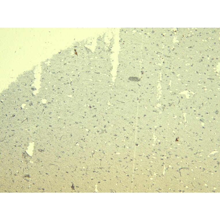 Immunohistochemistry - Anti-SynGAP Antibody (A84997) - Antibodies.com